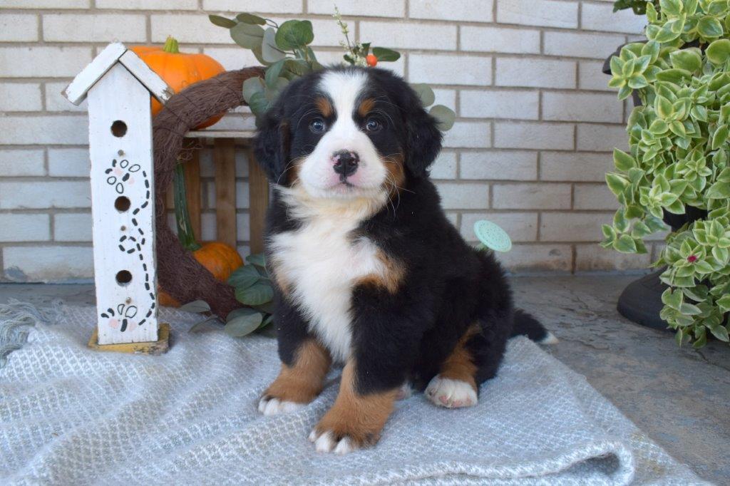 puppy, for, sale, Bernese Mountain Dog, Emanuel  Glick, dog, breeder, Bird-In-Hand, PA, dog-breeder, puppy-for-sale, forsale, nearby, find, puppyfind, locator, puppylocator, aca